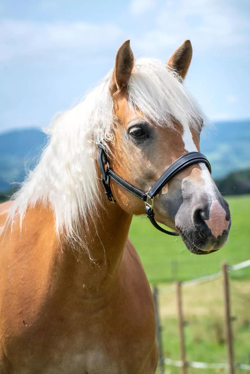 WAHL-Hausmarke TenderMe Lederhalfter