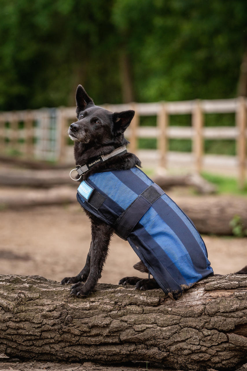 Cool on Track Cappotto rinfrescante per cani