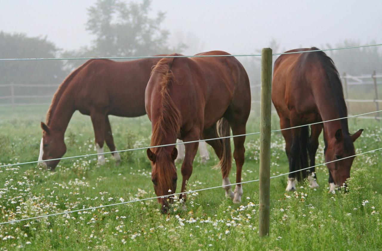 AKO TopLine Horse Wire, 200m