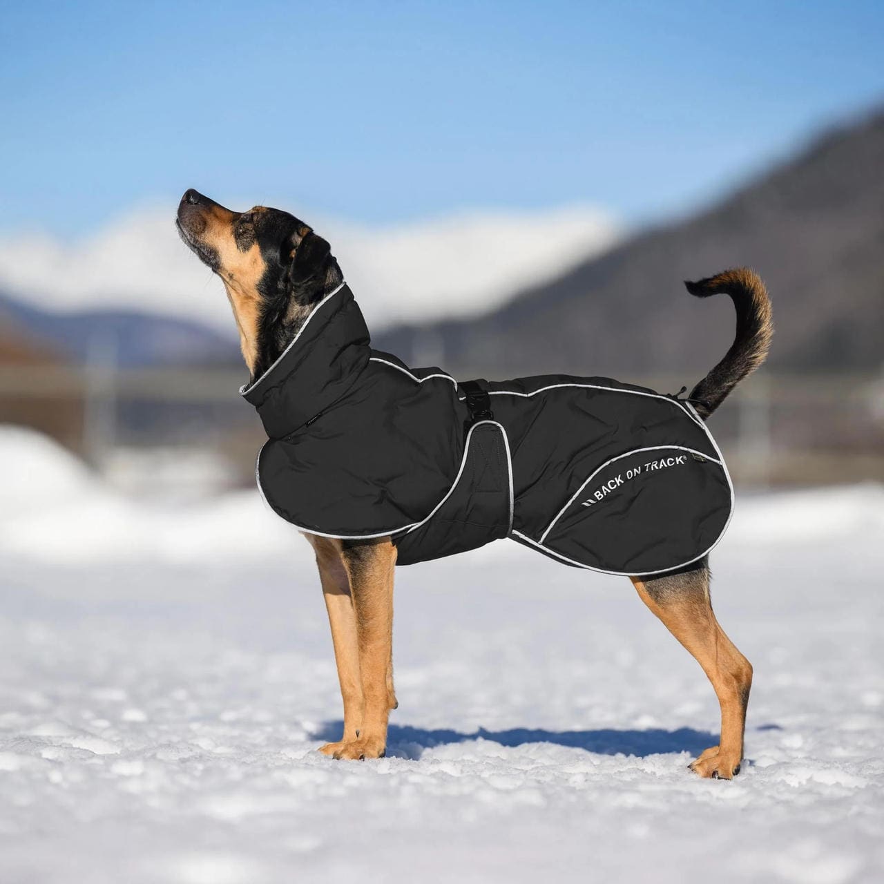 Back on Track Cappotto invernale BAY per cani, Hightail