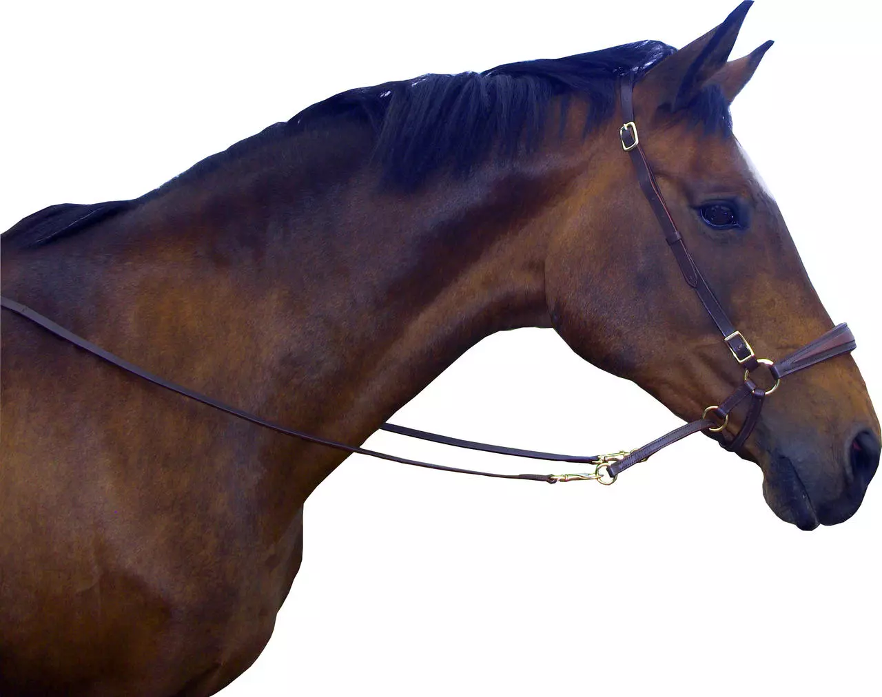 F.R.A. Gebissloser Zaum mewi