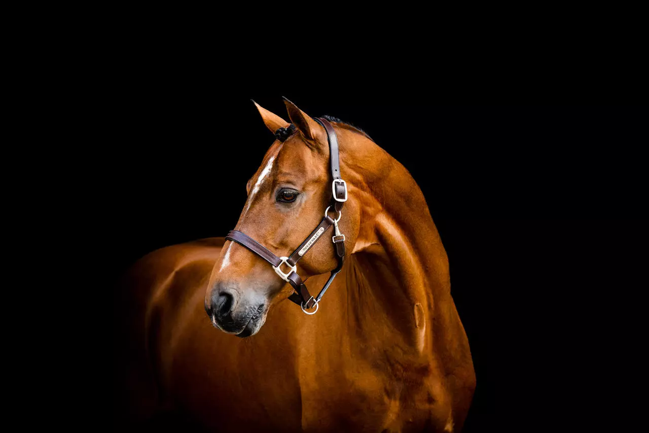 Horseware Signature Leather Headcollar