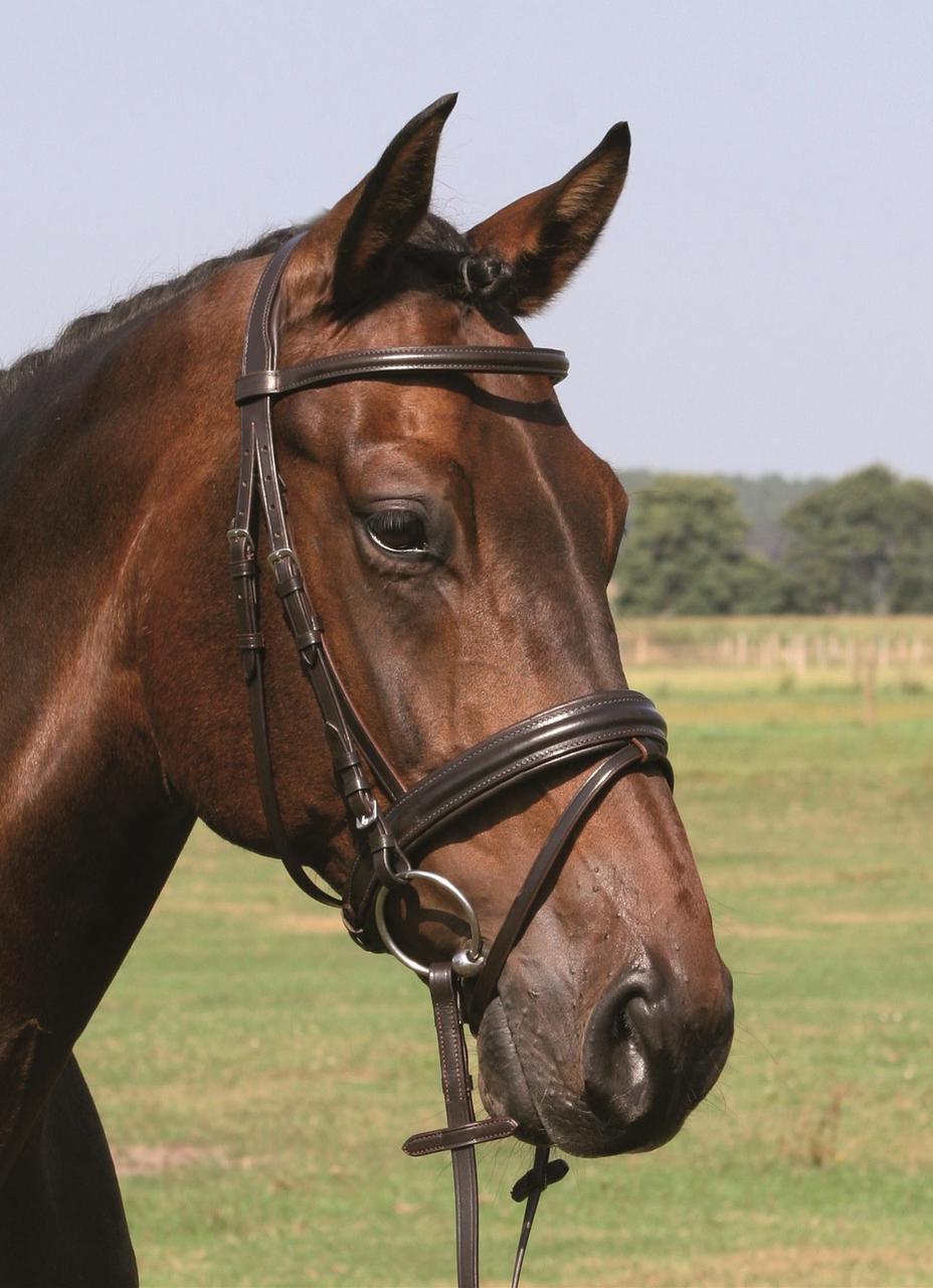 Hans Melzer Snaffle Bad Harzburg