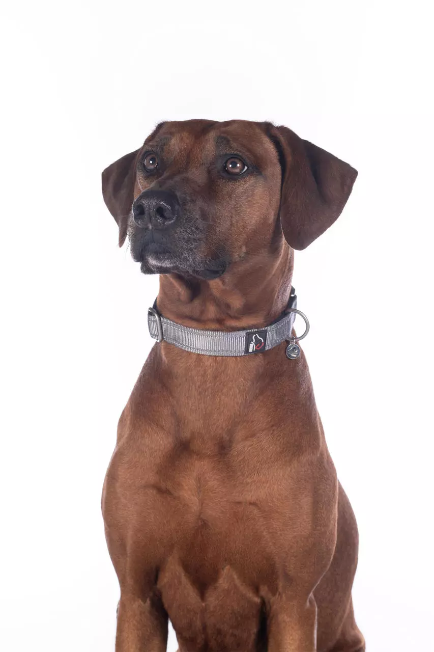 HKM Hundehalsband -Anam Cara- Nylon