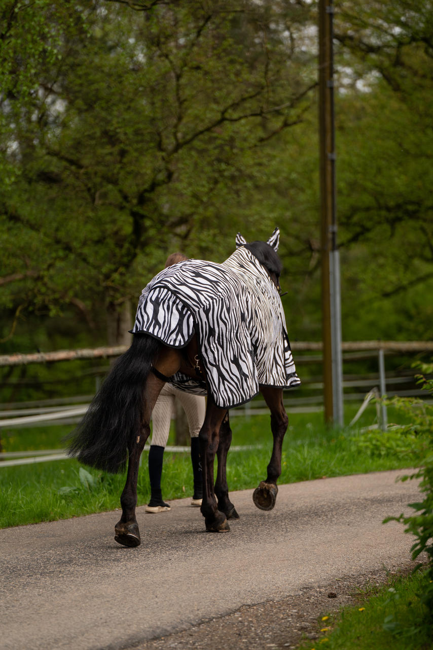 Waldhausen Coperta antimosche Zebra