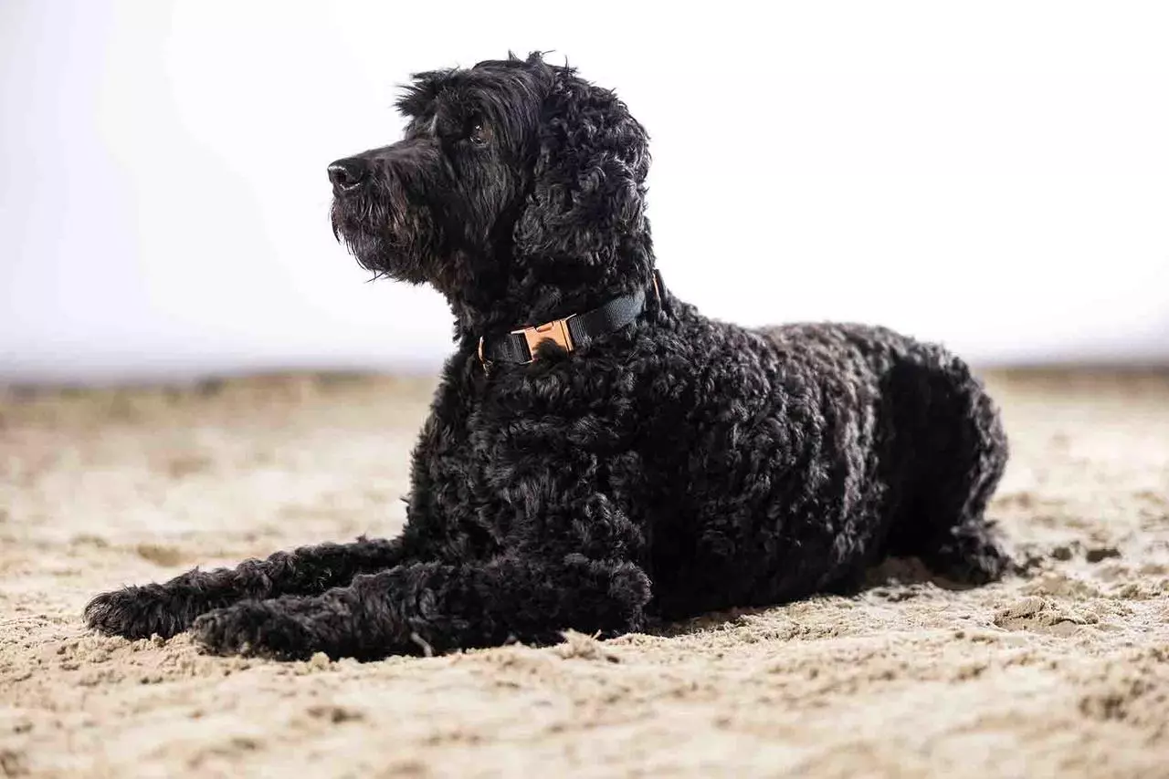 HKM Hundehalsband -Anam Cara- Nylon