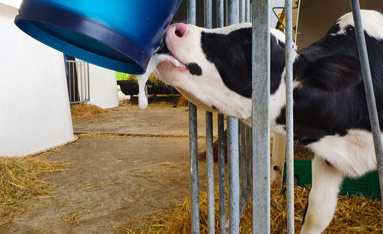 Hiko Calf Buddy-Kälbertränkeimer CB1 - 9l