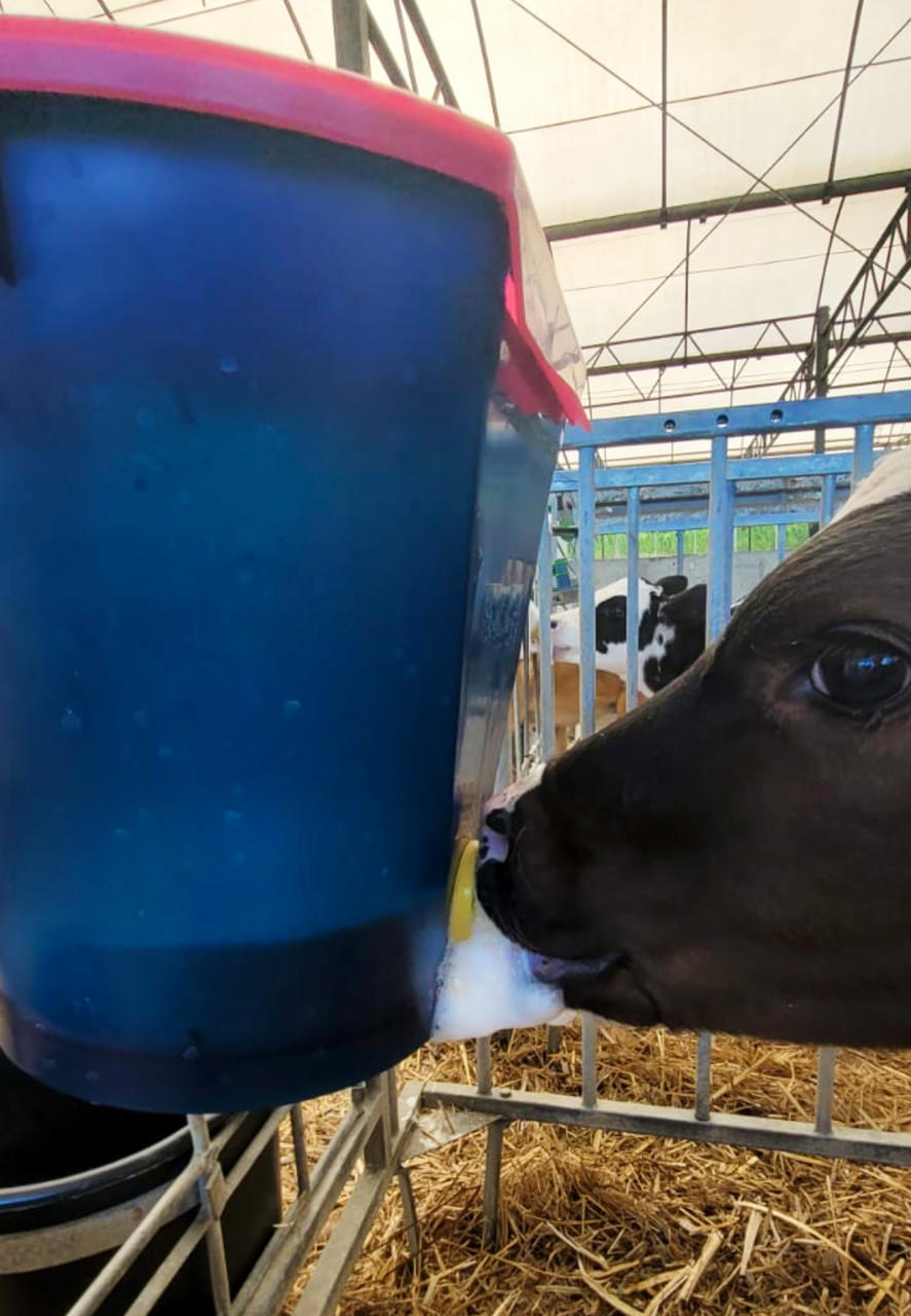 Hiko Deckel für Calf Buddy 1 Tränkeeimer