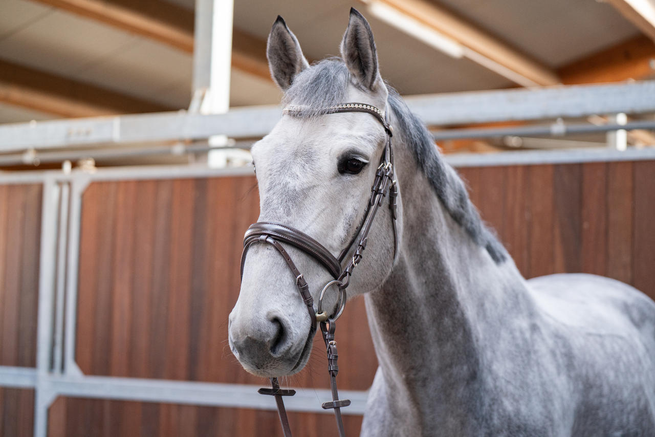 Hans Melzer Snaffle Calgary, combinato svedese