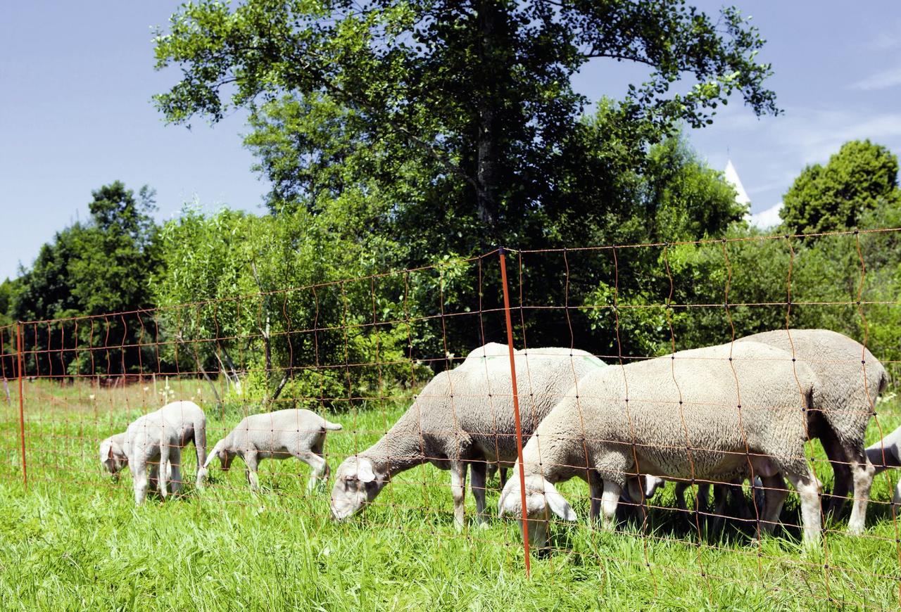 AKO OVINET – rete per ovini, alta 90 cm