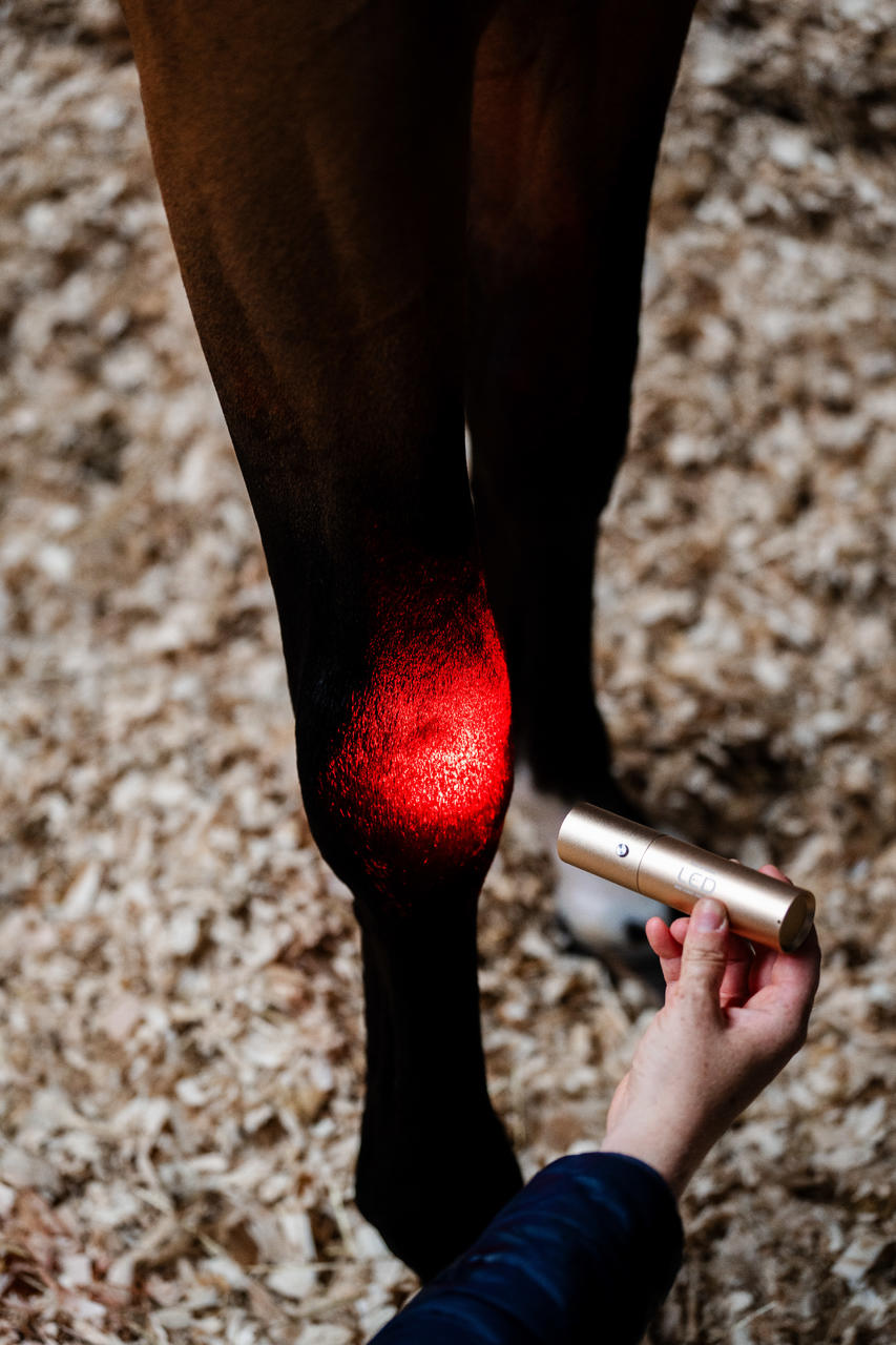 Horseware Dispositivo per terapia a luce rossa LED