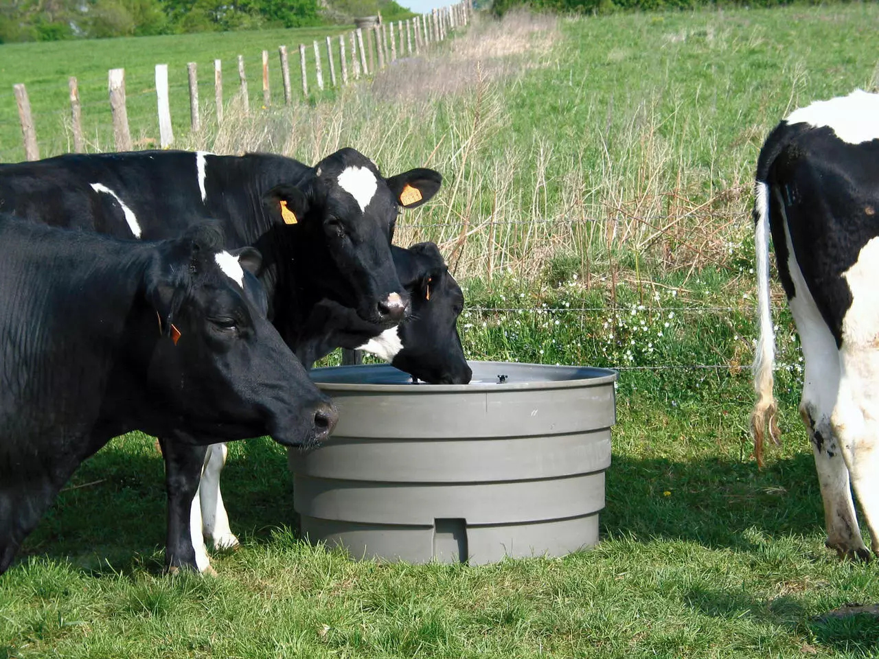 La Gée Weidetränke Superbac 1000 Liter