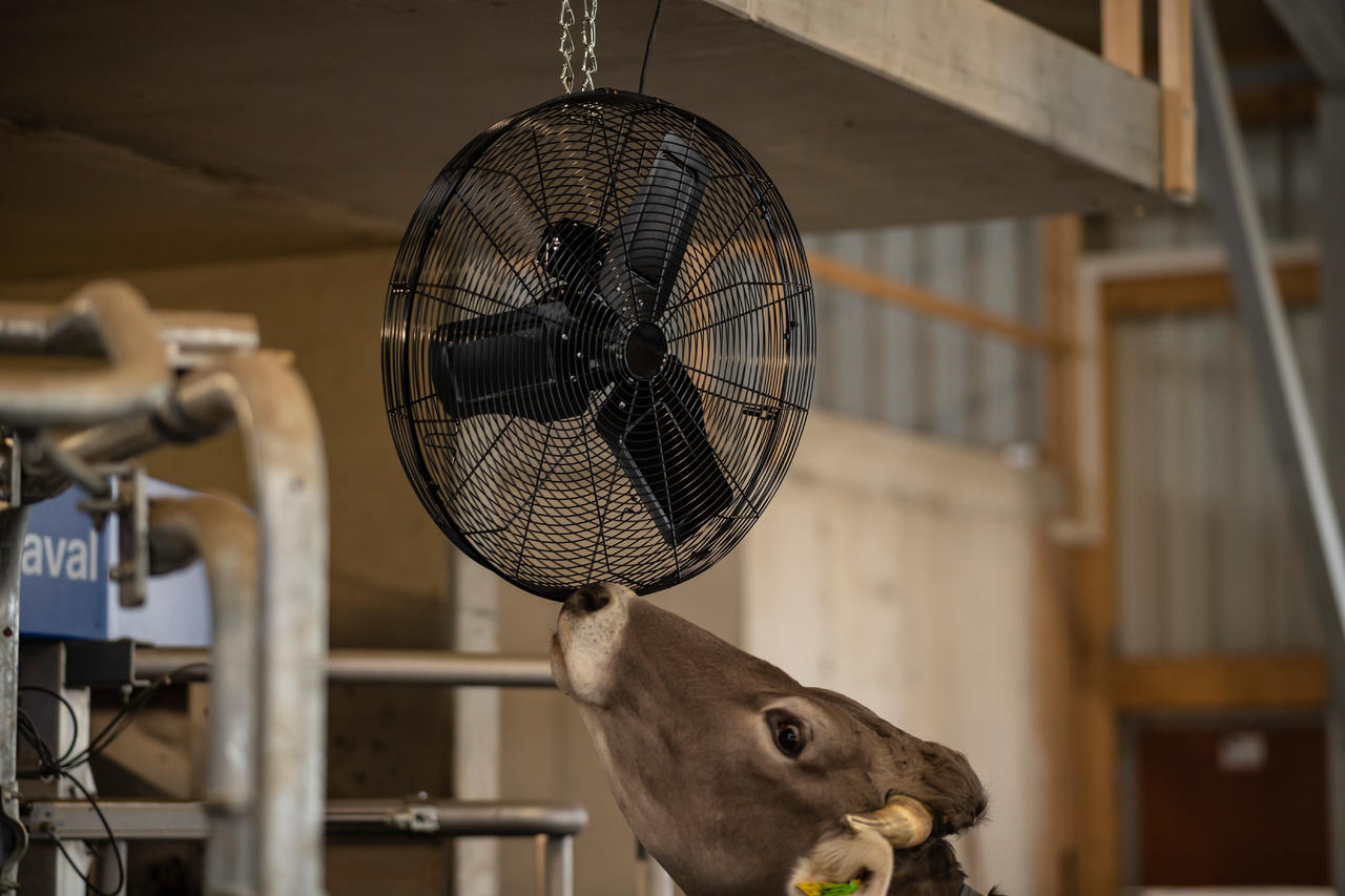 Ventilatore per stalla e sala mungitura S20 IP54