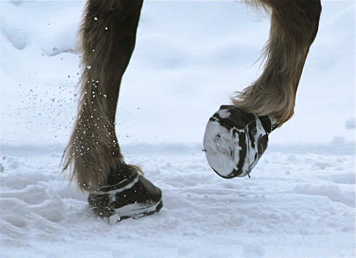 Cavallo Scarpe per zoccoli Simple Regular