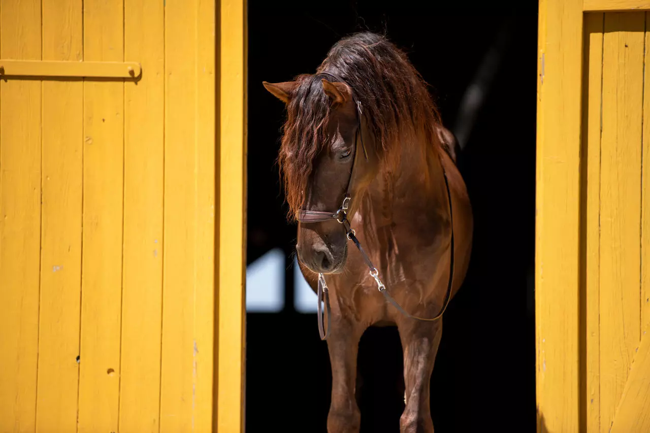 F.R.A. Gebissloser Zaum mewi