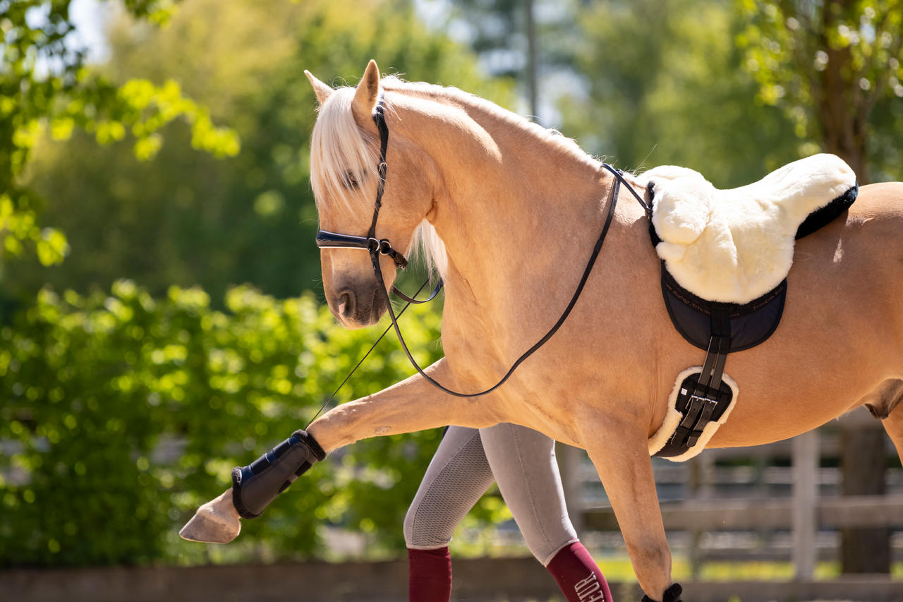 Waldhausen Stinchiere da dressage morbidi