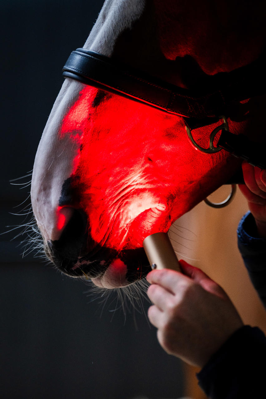 Horseware Dispositivo per terapia a luce rossa LED