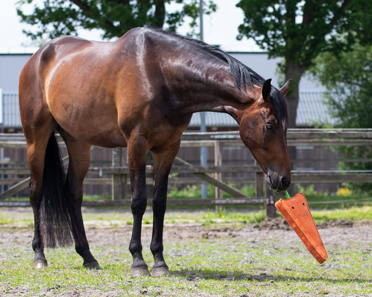 QHP Cavallo giocattolo XL carota