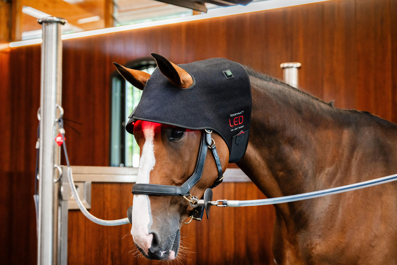 Horseware Cappuccio per sondino con luce rossa a LED