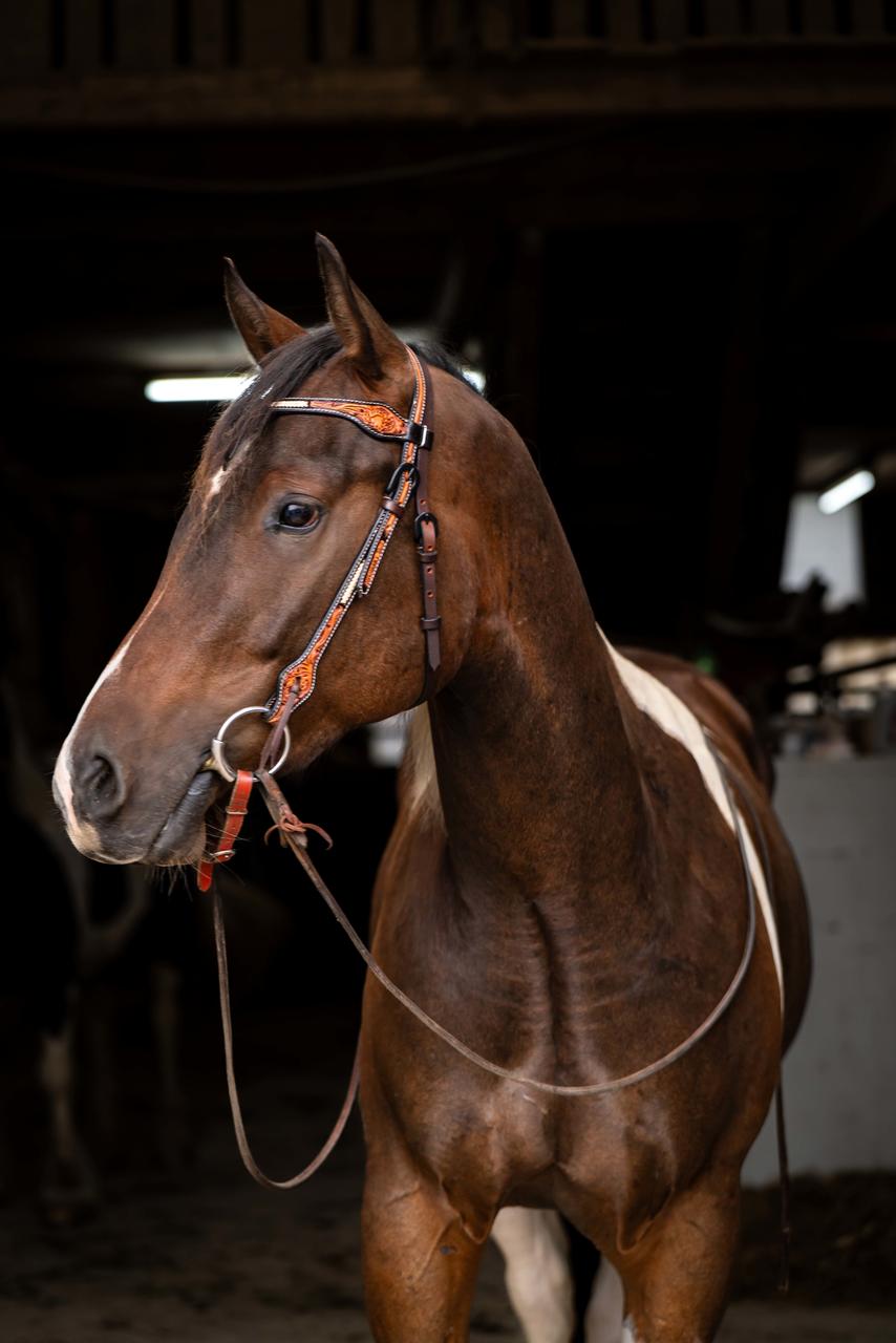 Western Imports Westerntrenszaum Horseman's Tack
