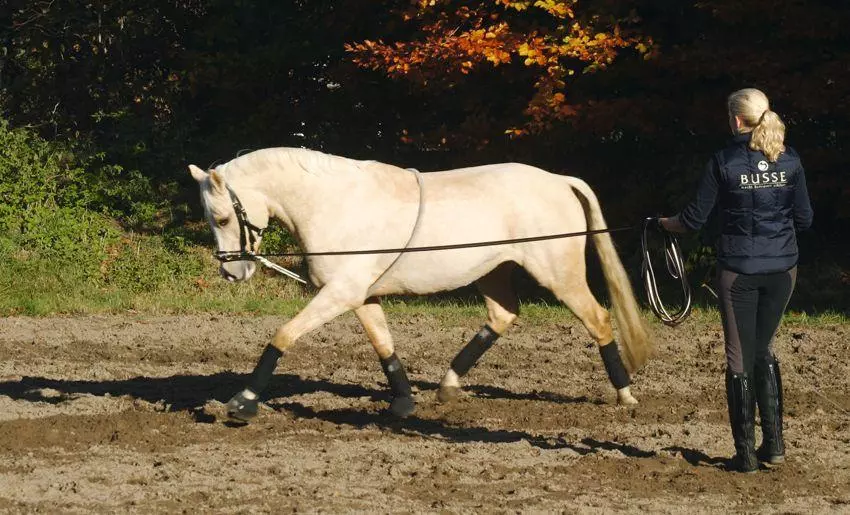 Longierhilfe Cotton