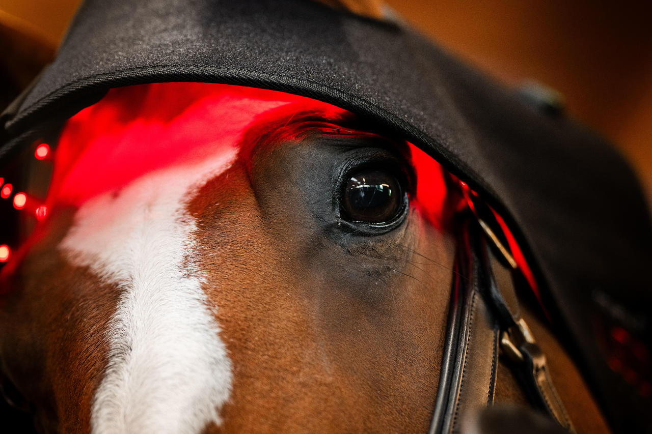Horseware Cappuccio per sondino con luce rossa a LED