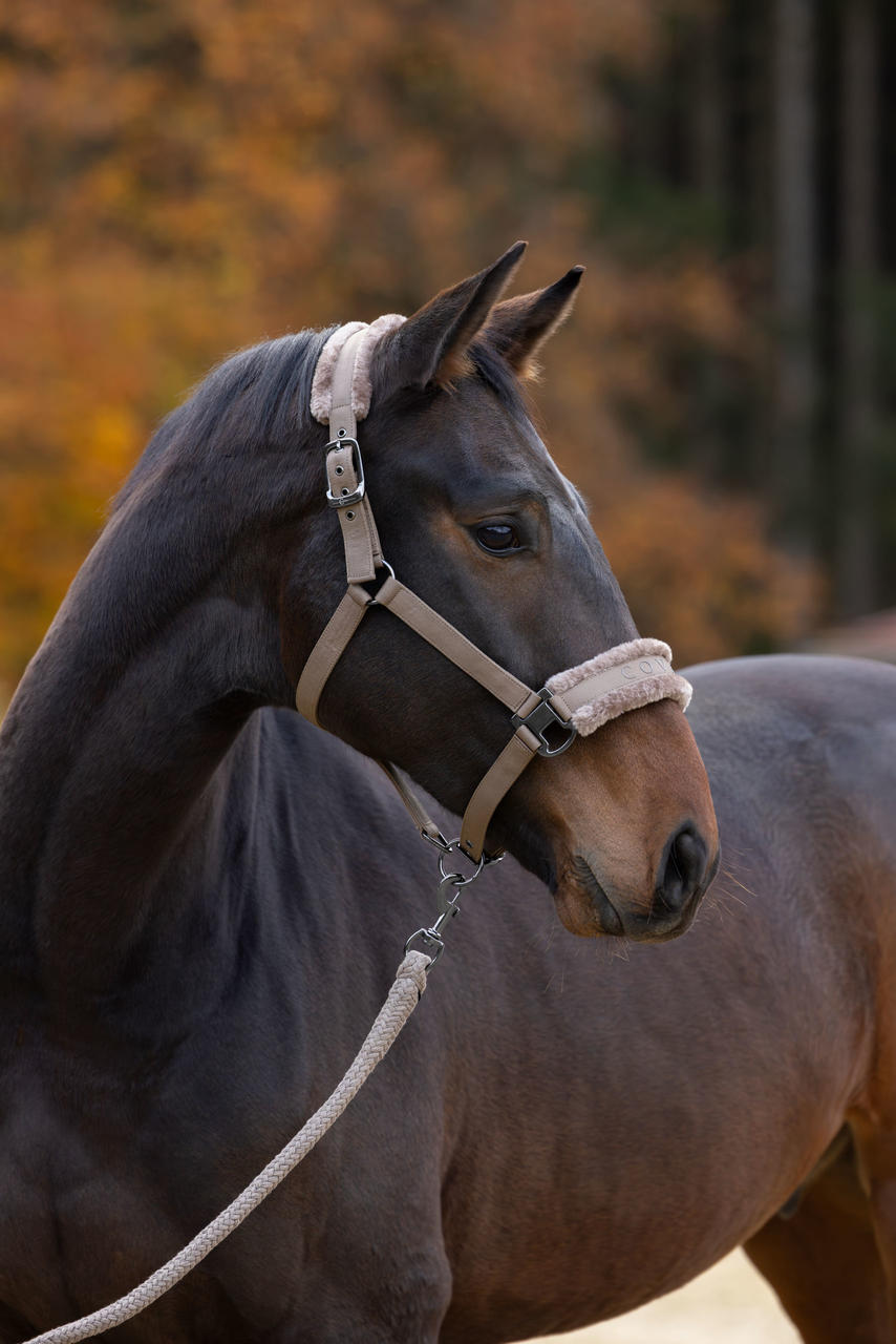 Covalliero Halfter
