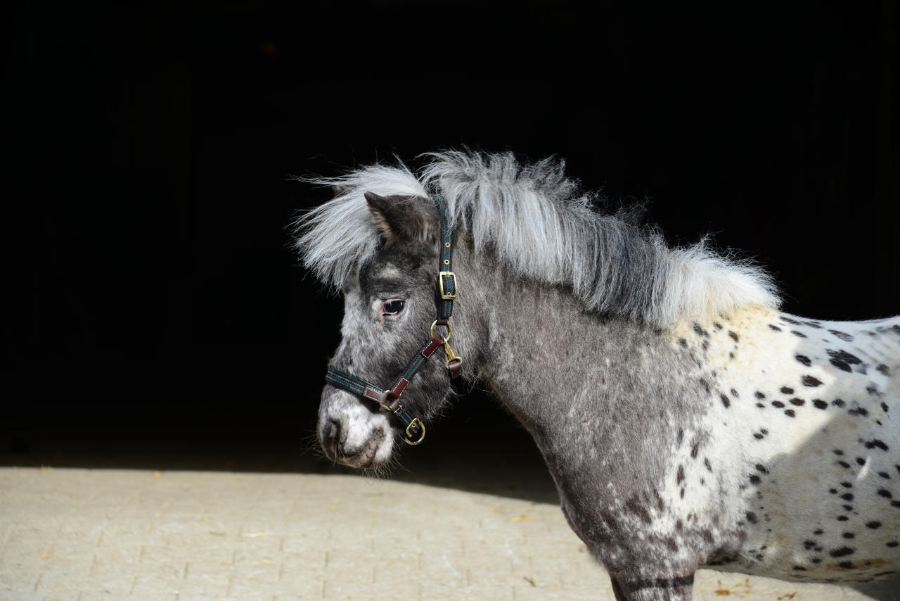 Licol pour poulain Ruby
