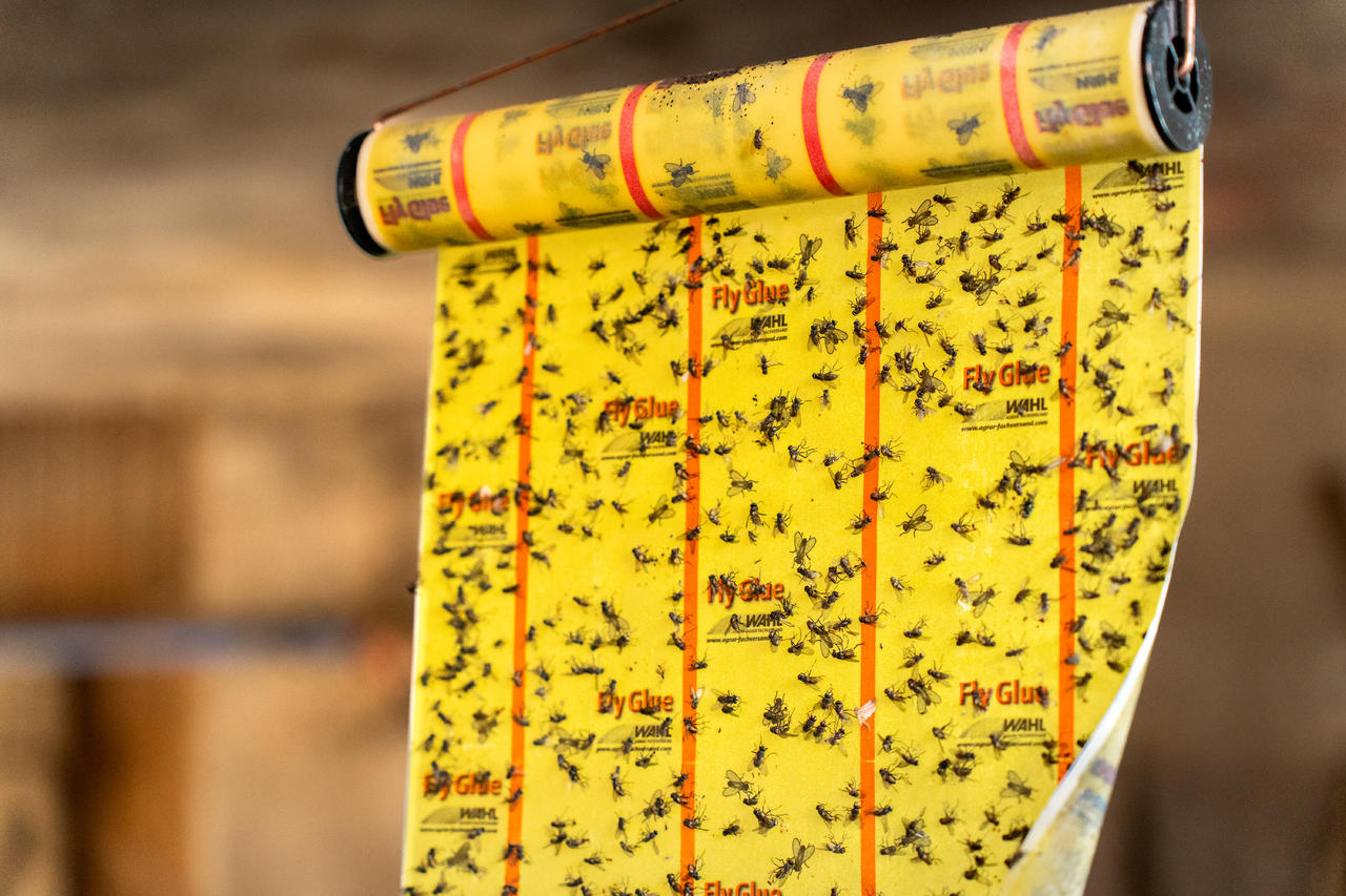 WAHL-Hausmarke FLY-GLUE - Stall-Fliegenrolle