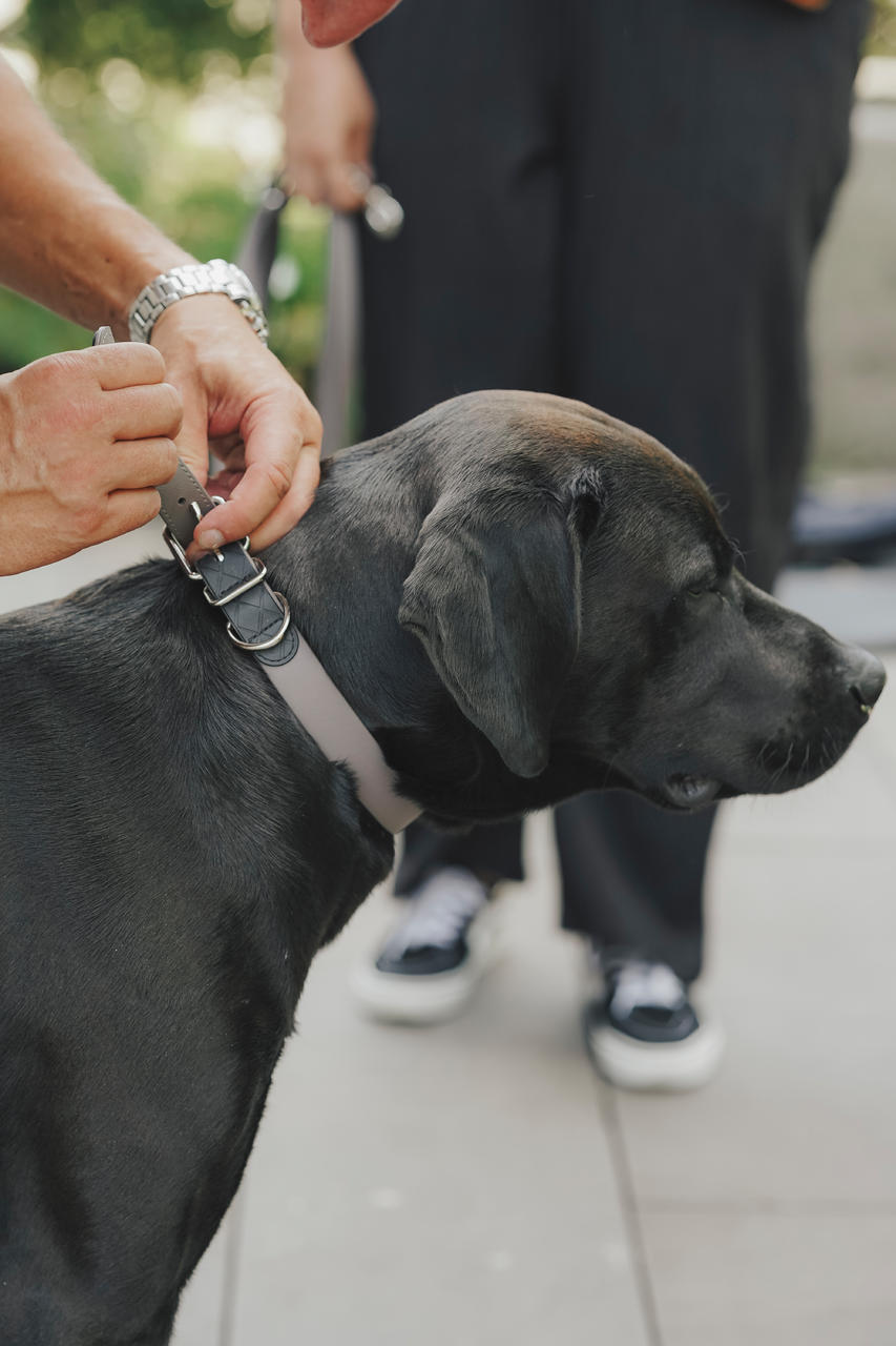 Eskadron Hundehalsband SPARK
