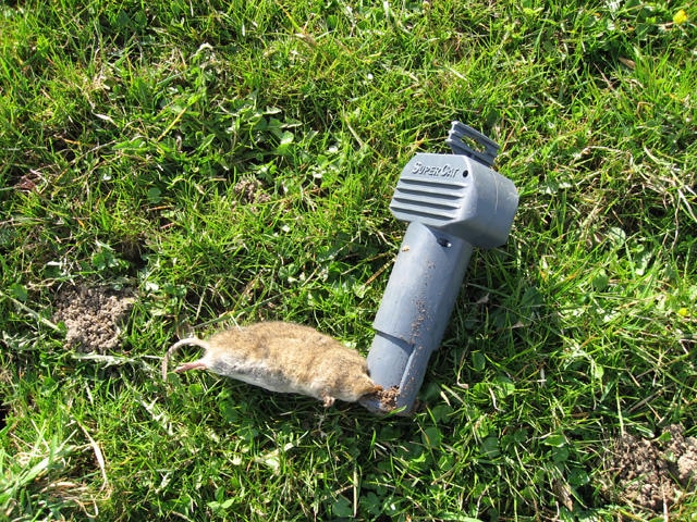 Göbel Trappola per arvicole SuperCat