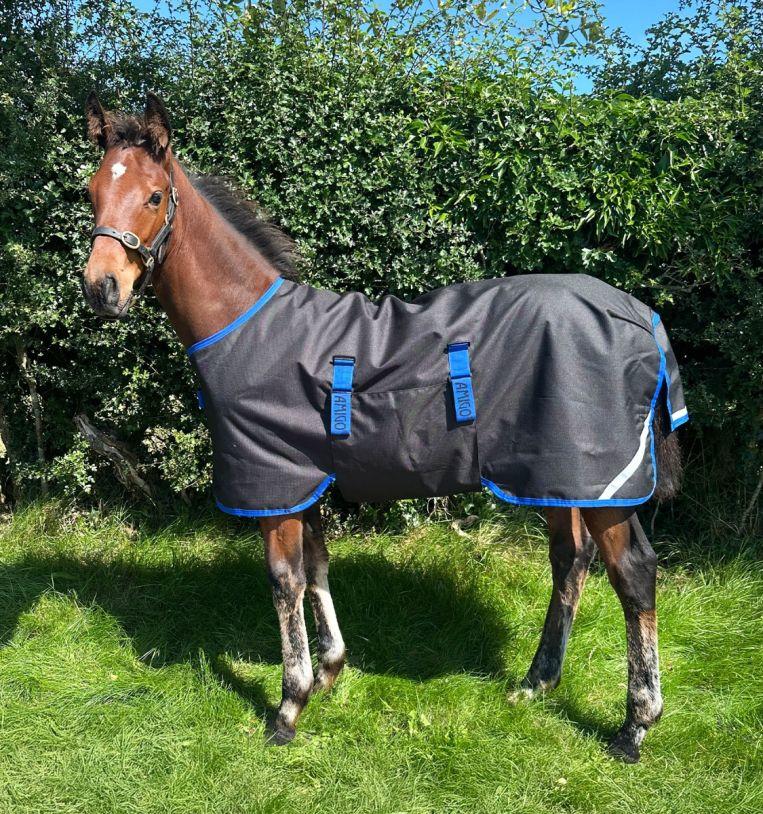 Horseware Amigo Ripstop 900D Foal Turnout 50g Horseware Amigo Ripstop 900D Foal Turnout 50g