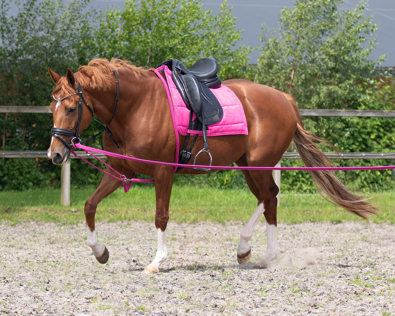QHP Longierhilfe