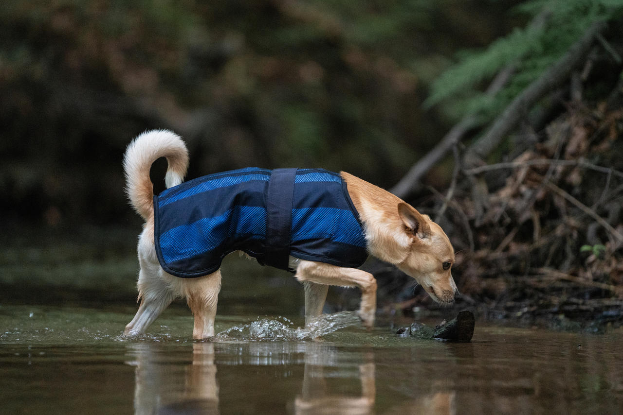 Cool on Track Cappotto rinfrescante per cani