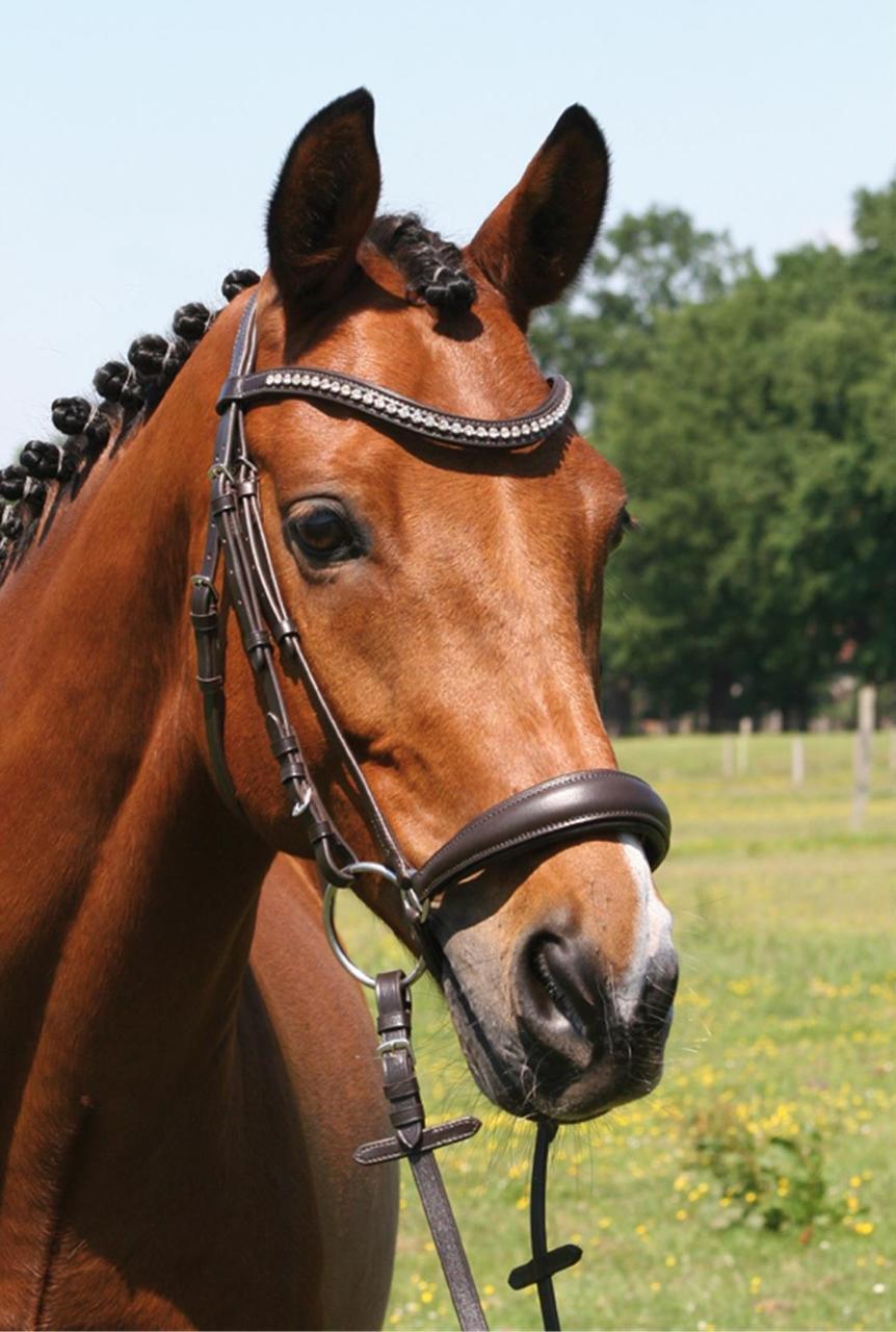 Hans Melzer Snaffle Calgary, Hannoverian