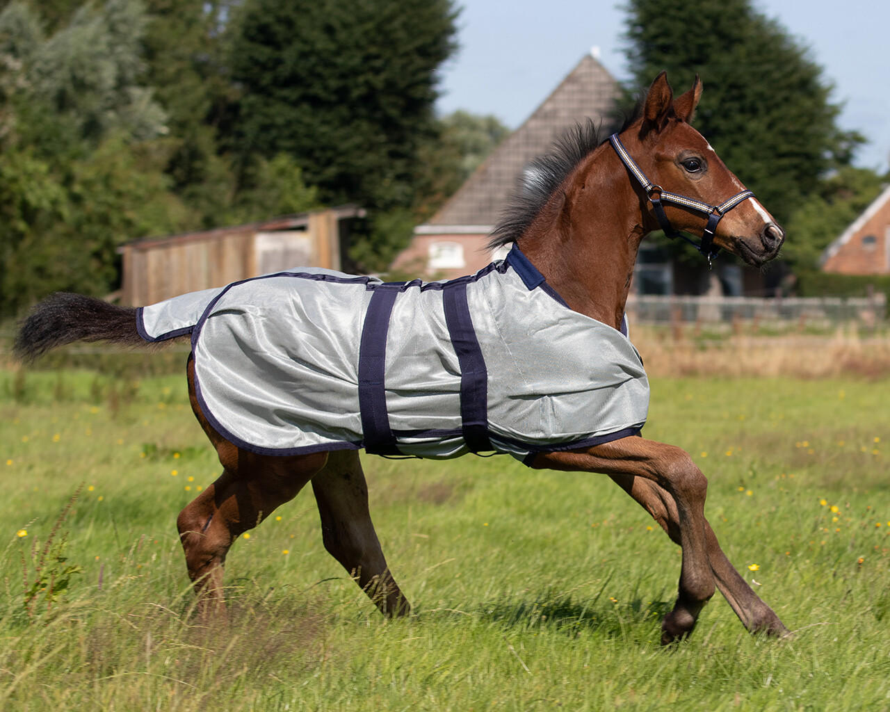QHP Coperta antimosche per puledri