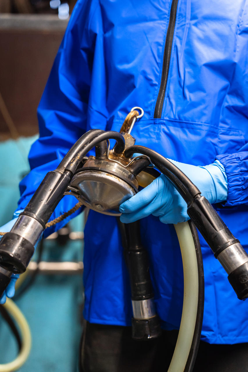 WAHL-Hausmarke Melkhandschuh BLUE-NITRILE 5,5 mil