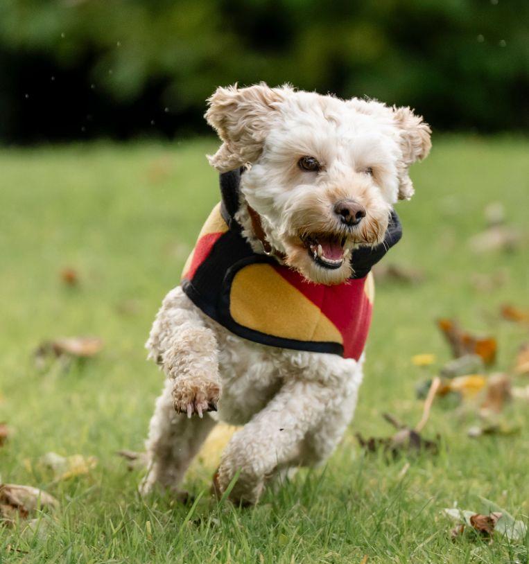 Horseware Newmarket Dog Fleece