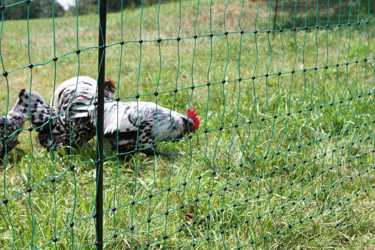 Kerbl Rete per pollame PoultryNet – alta 106 cm, 15 m