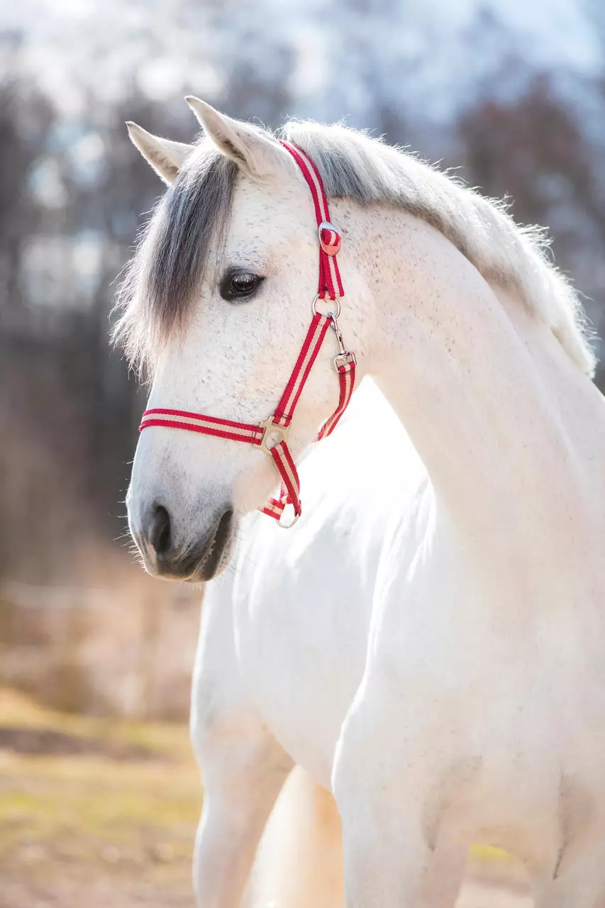WAHL-Hausmarke HoldMe Halfter