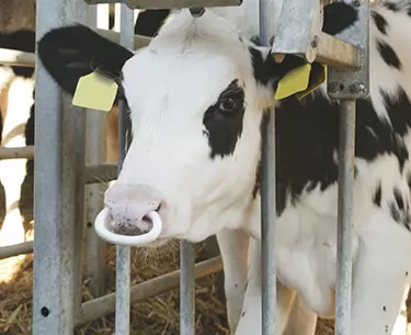 Bändigung
