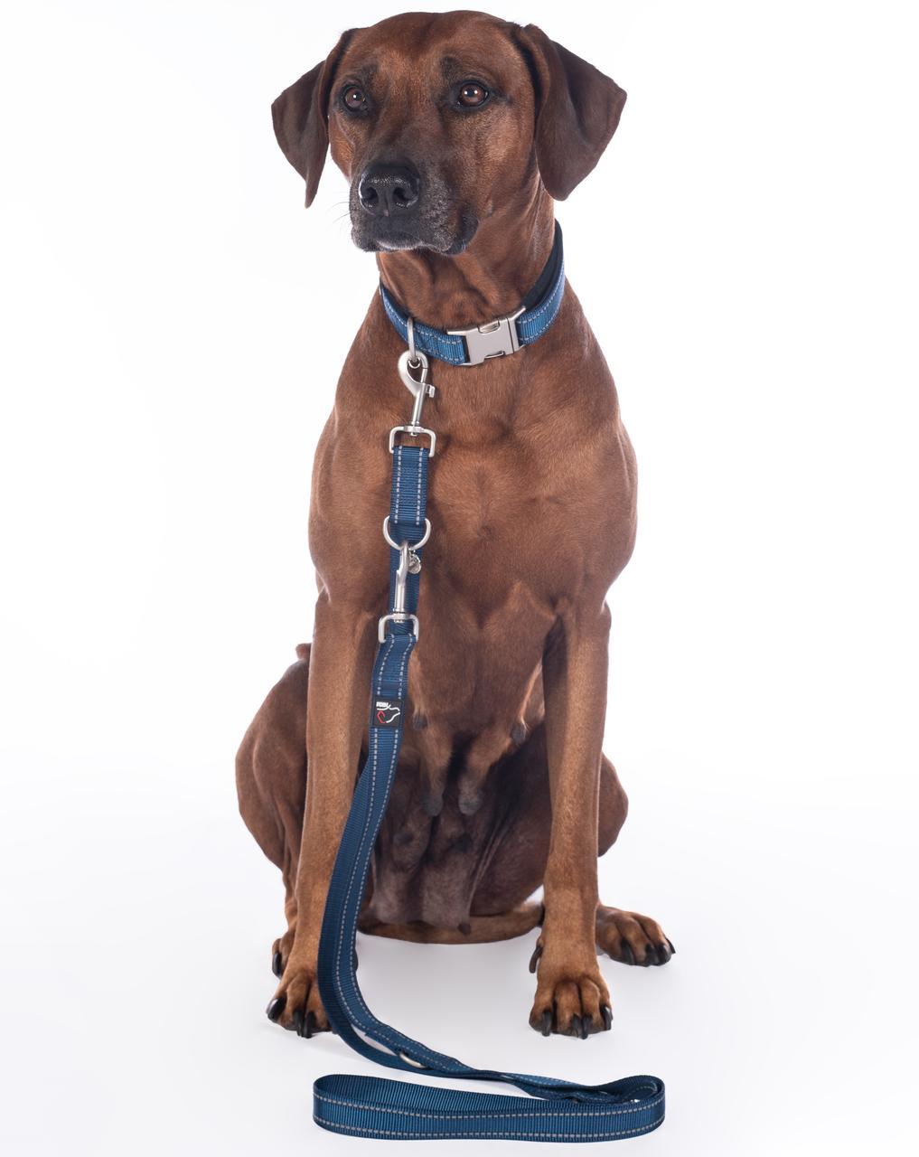 HKM Laisse de dressage pour chiens -Anam Cara- Nylon