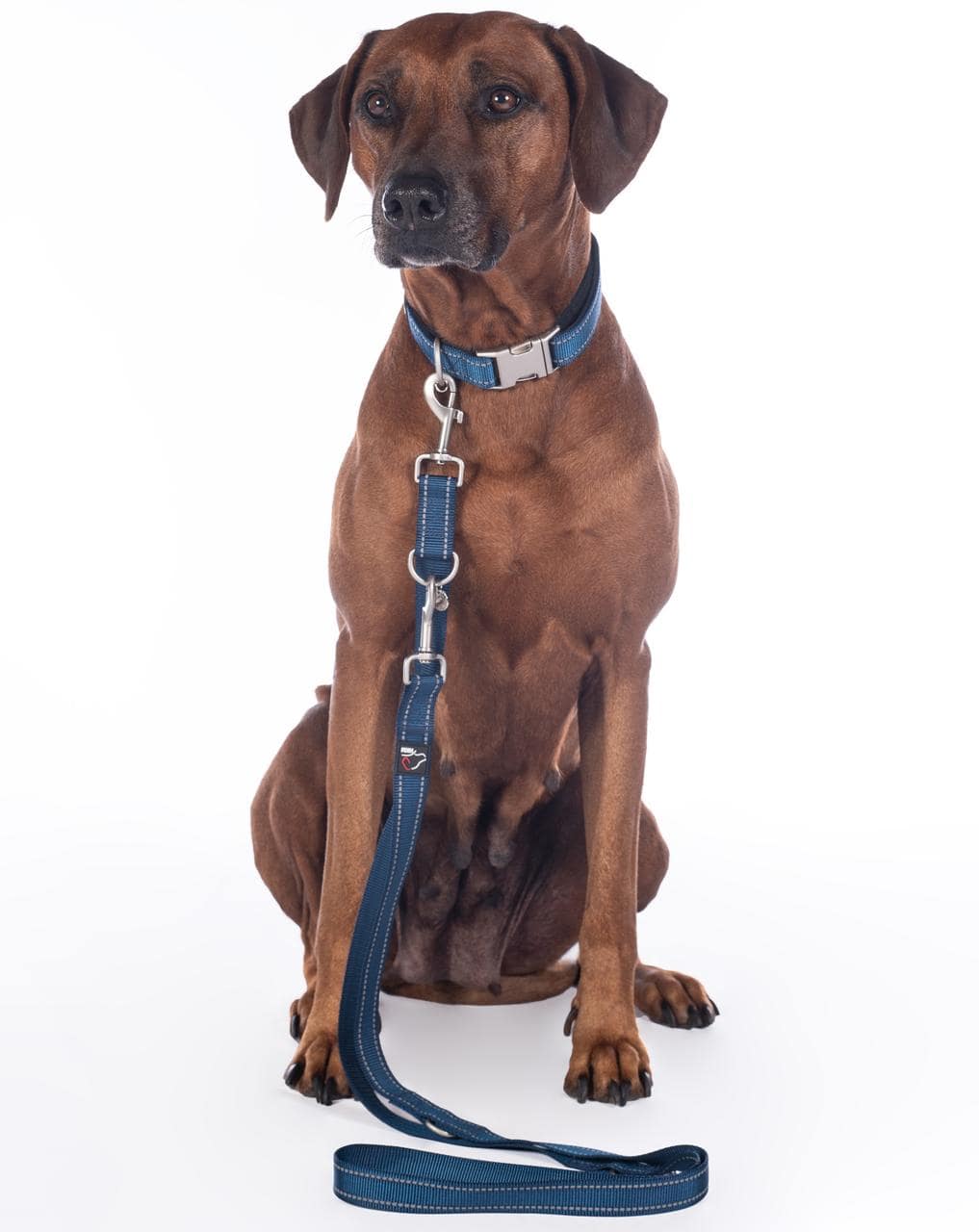 HKM Hundetrainingsleine - Anam Cara- Nylon