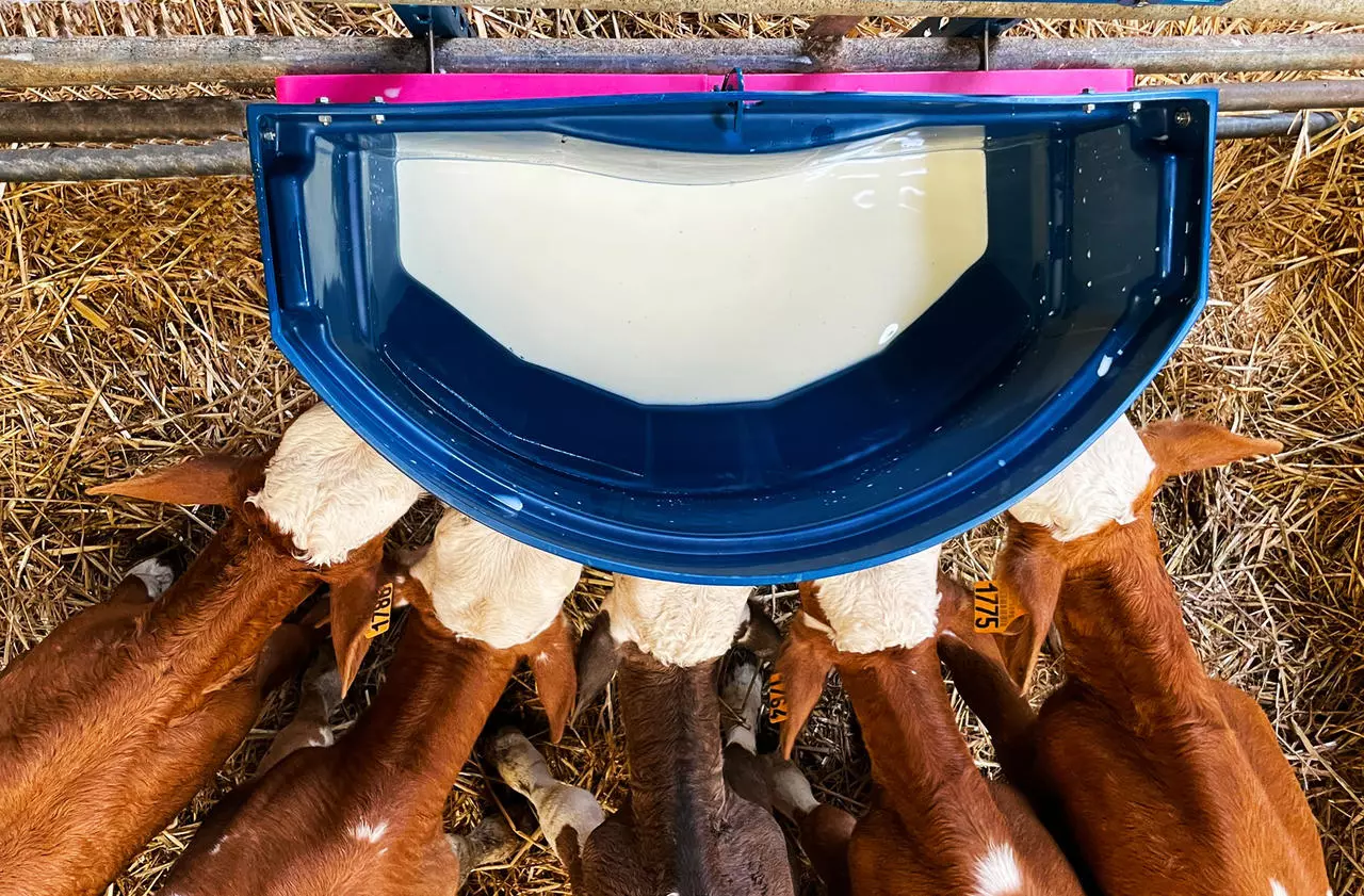 Hiko Milkbar Gruppenwanne Calf Buddy 5 - 50l