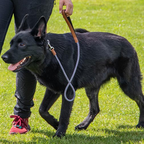 hund_Leine