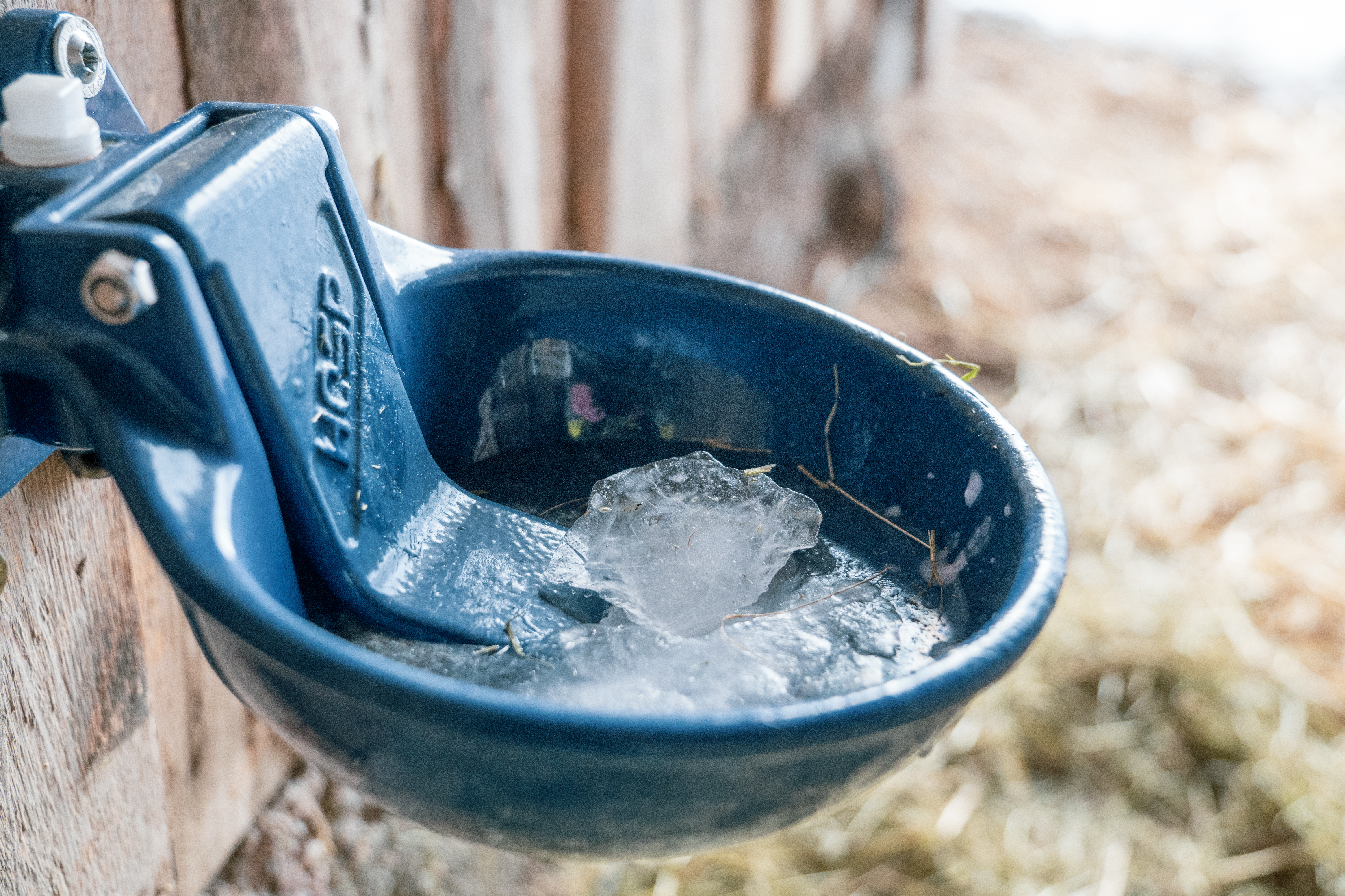 Warum frostfreie Tränken unverzichtbar sind Warum frostfreie Tränken unverzichtbar sind